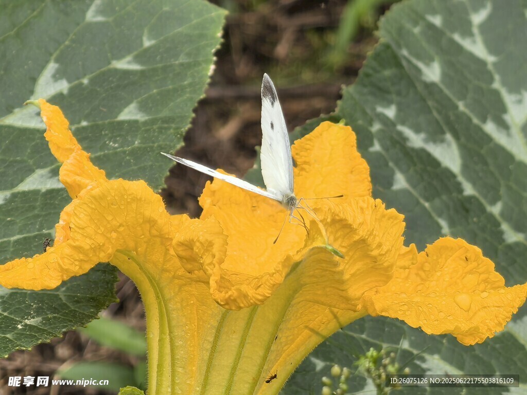 黃色南瓜花特寫