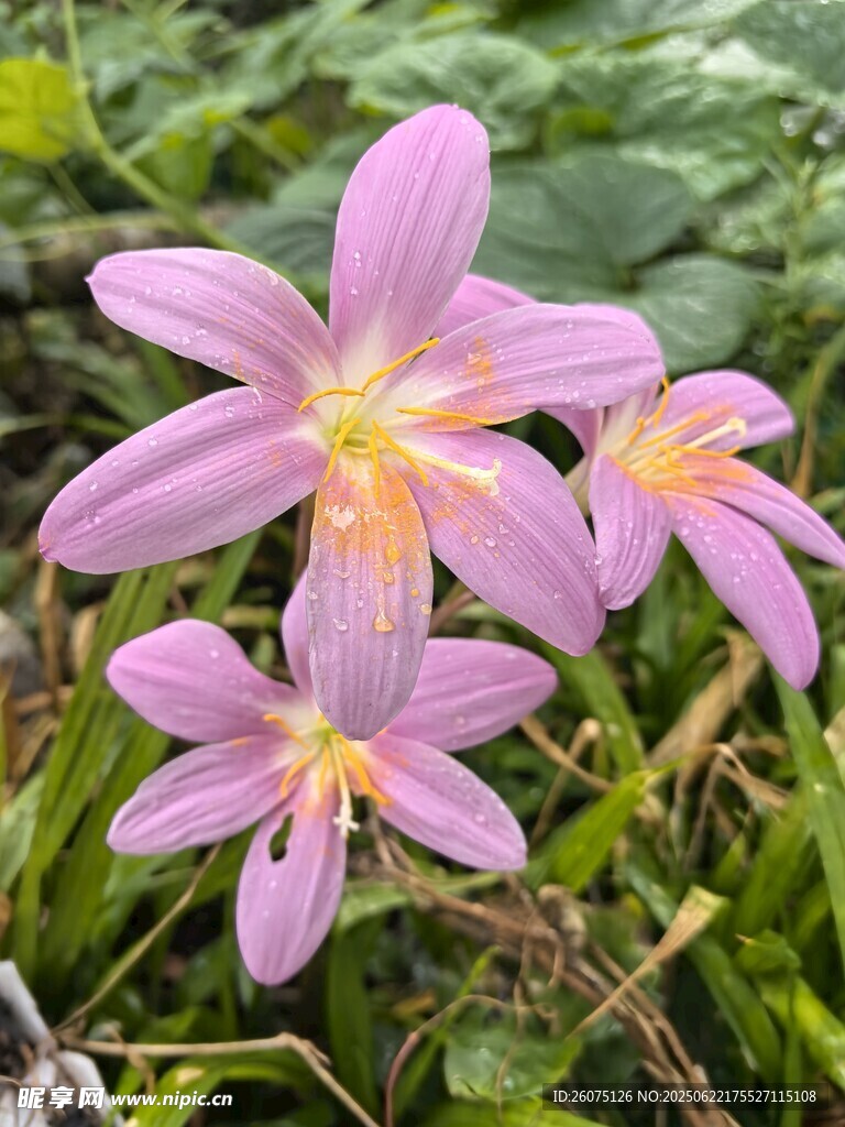 嬌艷粉色風雨蘭綻放