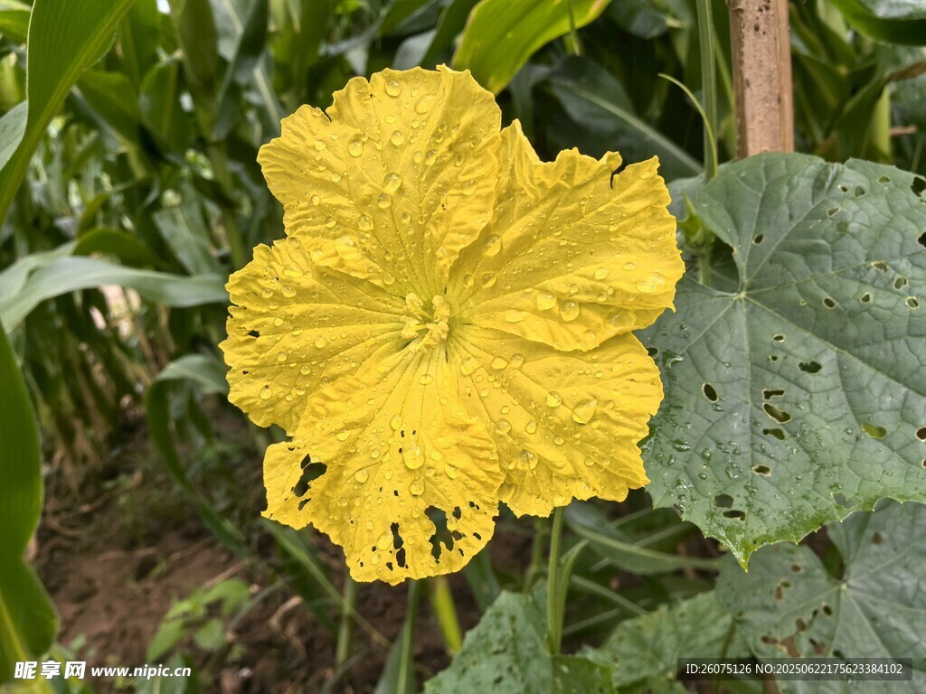 黃色絲瓜花綻放