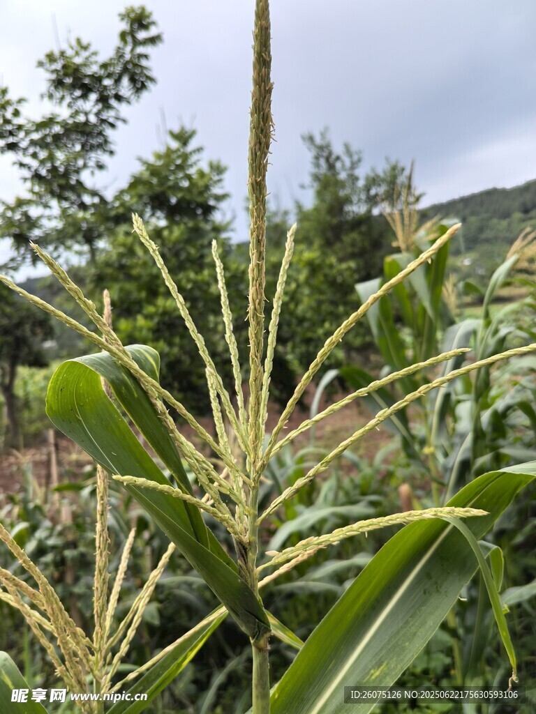 田間生長的玉米植株