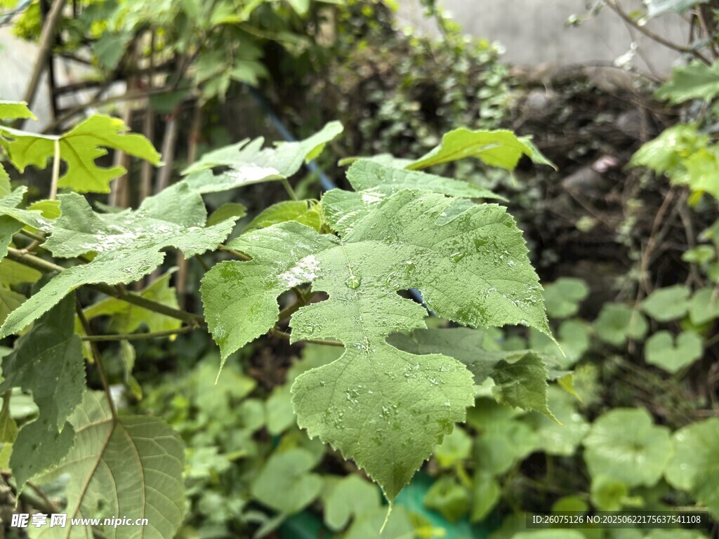 綠葉繁茂的植物景觀