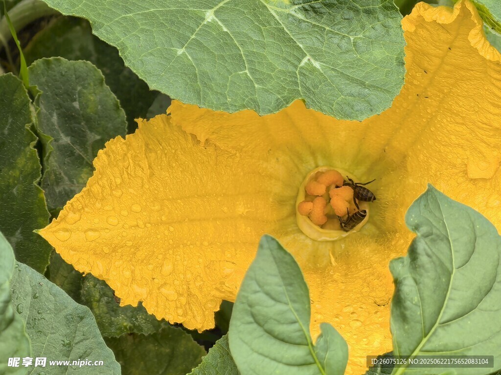 黃色南瓜花花蕊里的蜜蜂