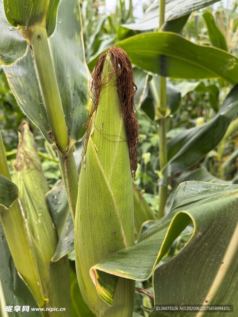 成熟玉米植株特寫