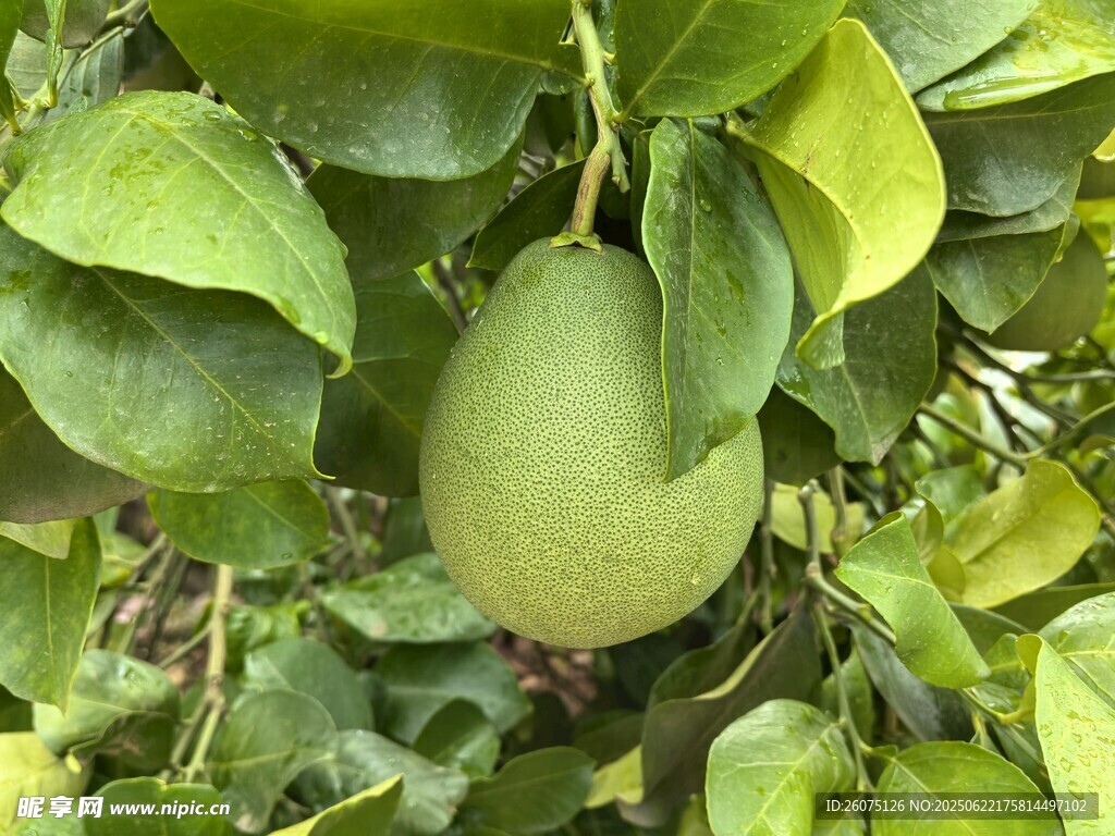 枝頭掛著的青綠色柚子