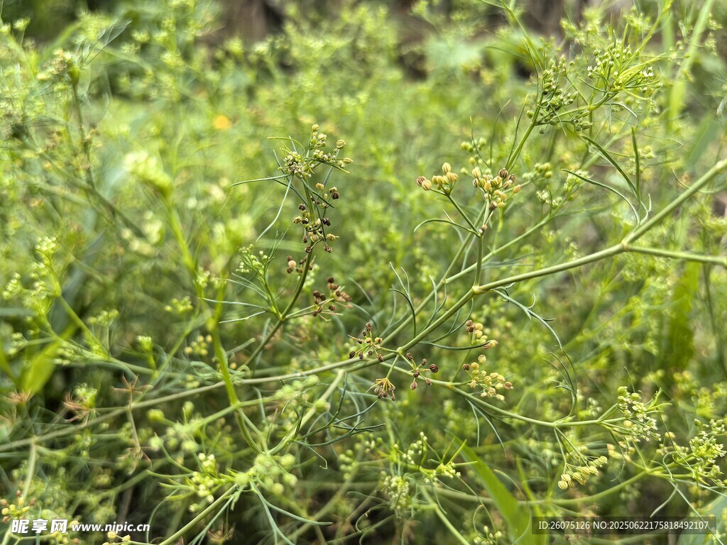 繁茂綠植特寫