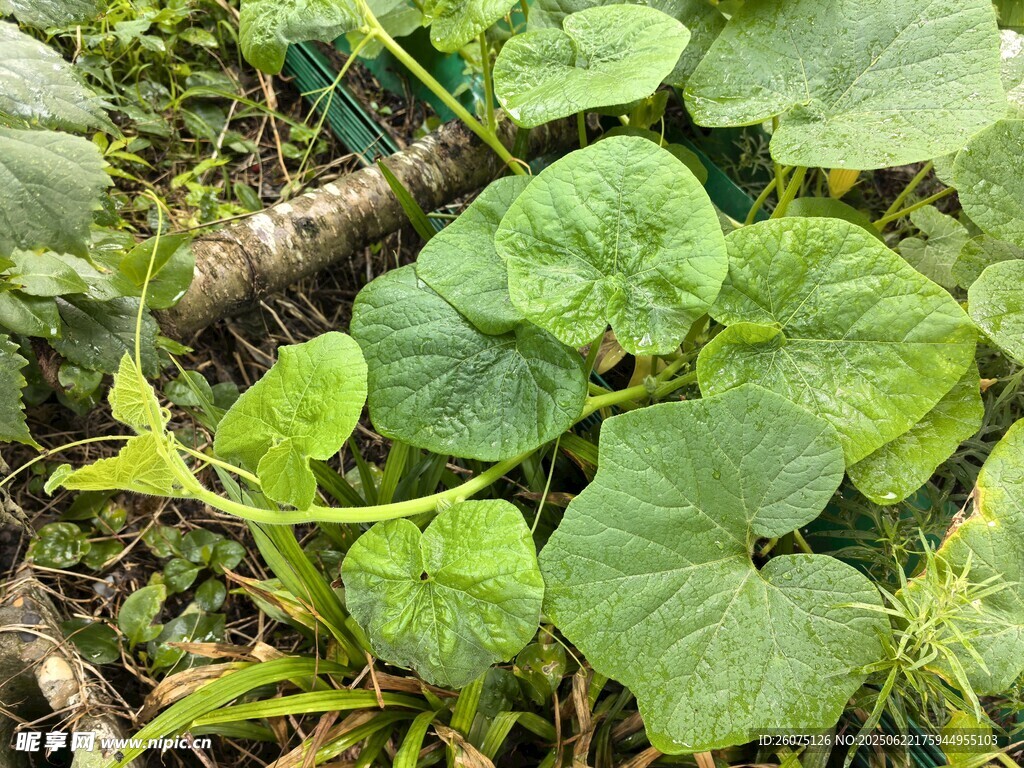 綠葉繁茂的絲瓜藤