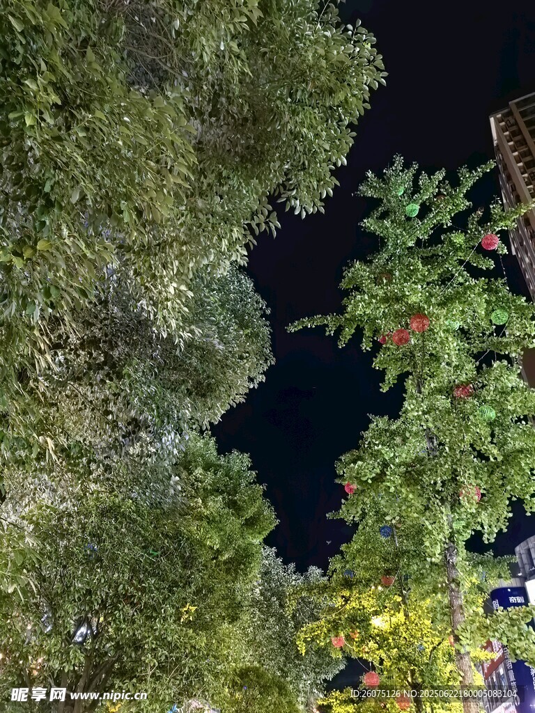 夜晚繁茂綠植景觀