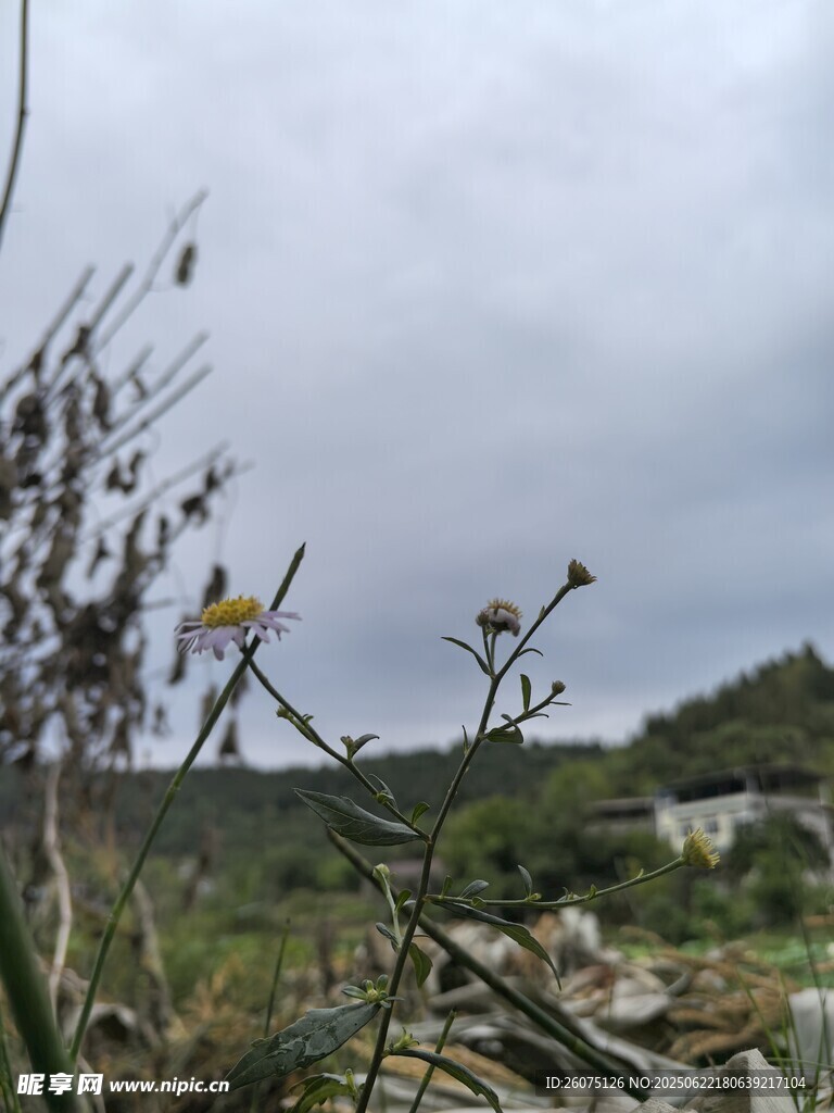 野外植物景觀