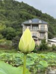 含苞荷花與遠(yuǎn)處山居