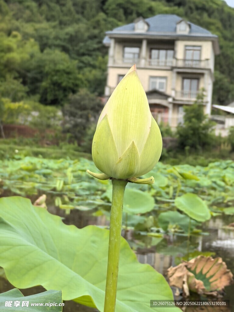 荷塘前的雅致民居