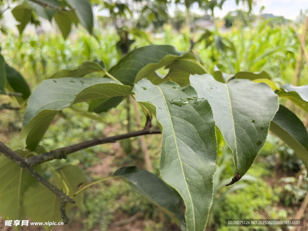 梨樹枝葉特寫