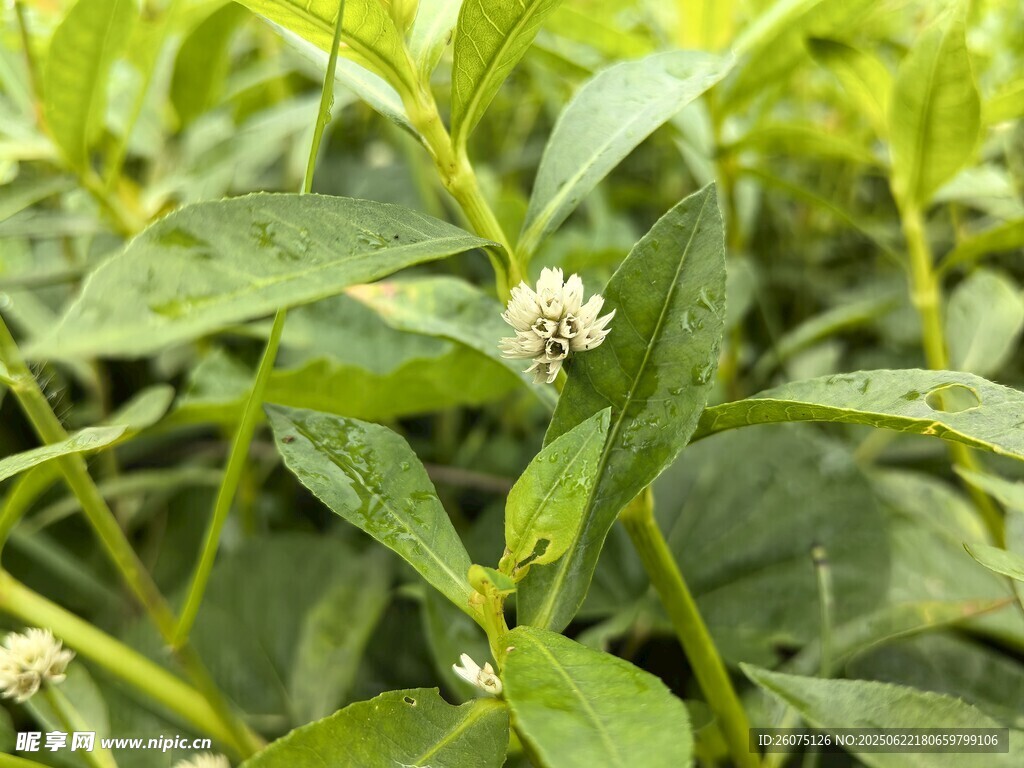 綠葉叢中的白色小花