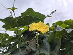 綻放的黃色絲瓜花