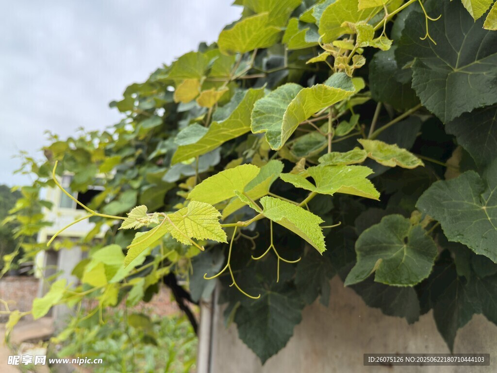 墻上繁茂的翠綠葡萄藤