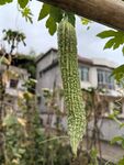 懸掛枝頭的翠綠苦瓜