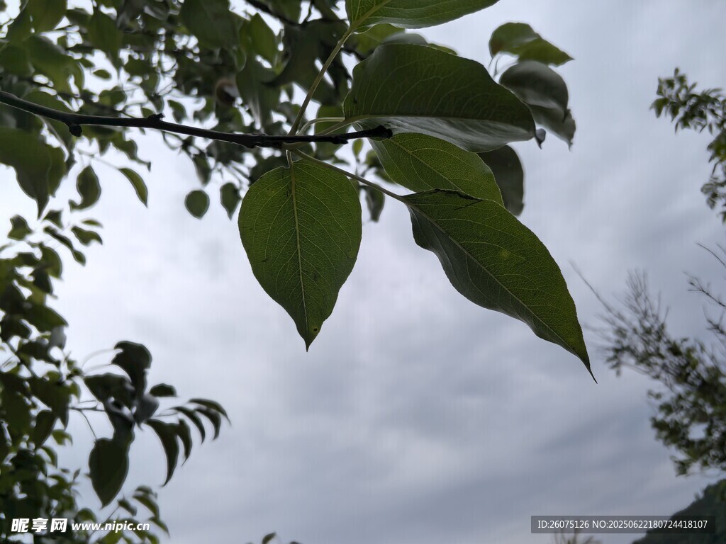枝頭綠葉映灰白天空