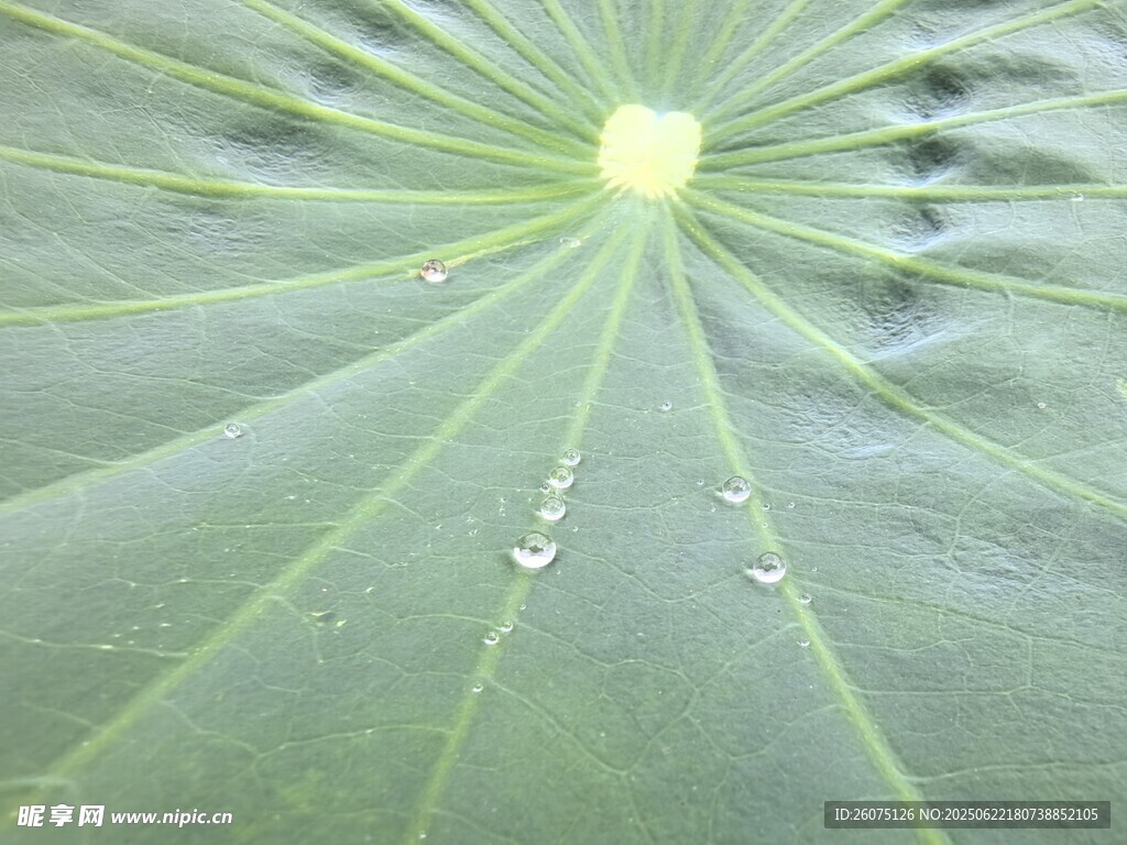 荷葉上的晶瑩水珠