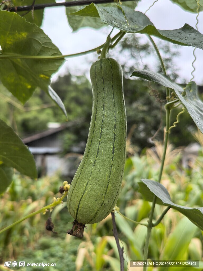 藤蔓上的翠綠絲瓜