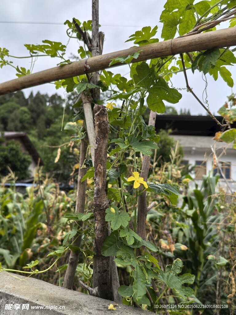庭院中的攀爬植物景觀