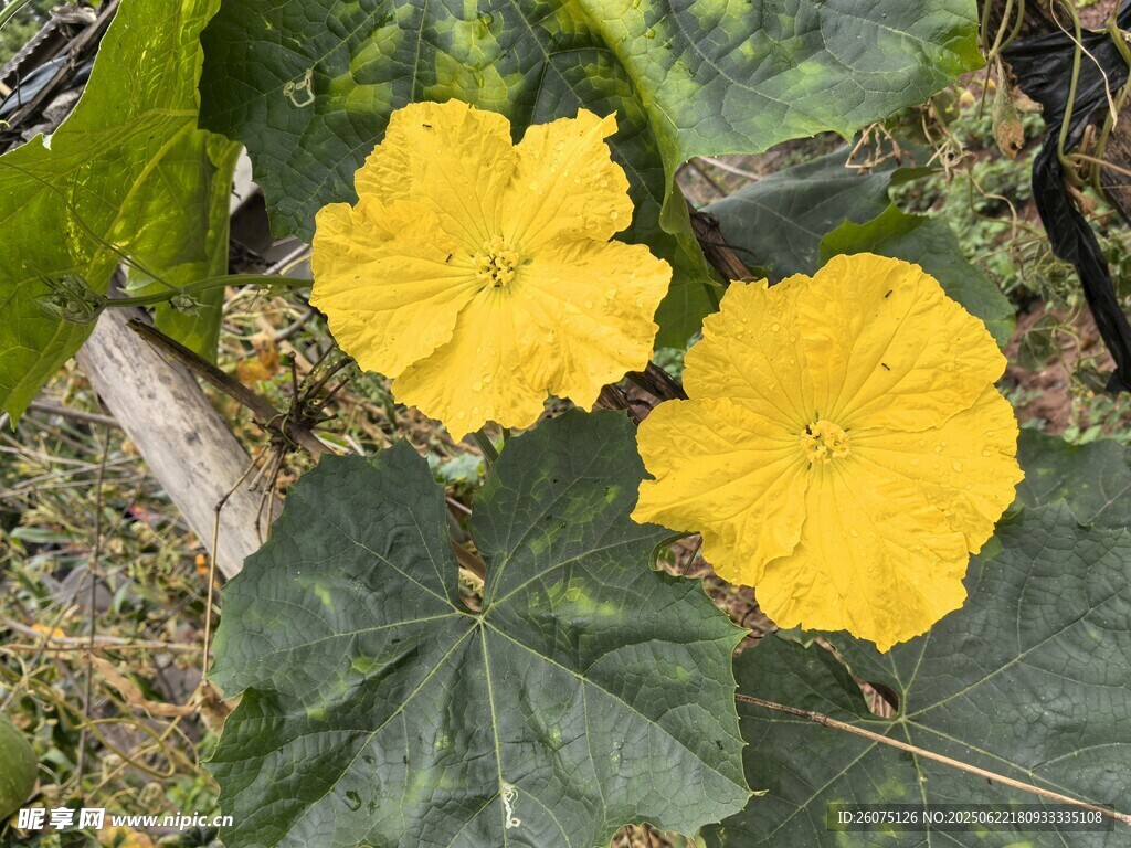 兩朵綻放的黃色南瓜花