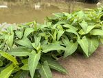 翠綠葉片的清新綠植