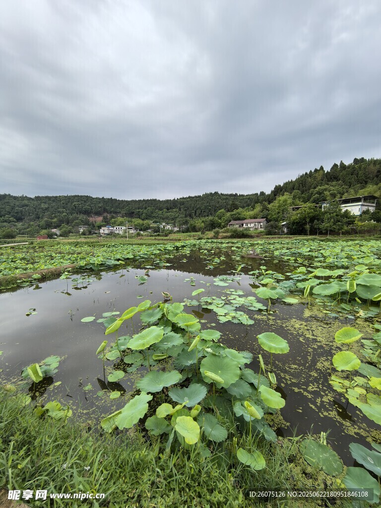 荷塘濕地景色