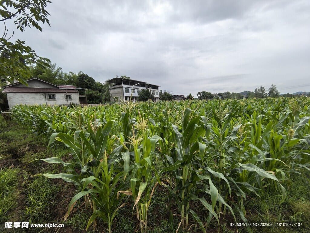 鄉村玉米田與遠處房屋