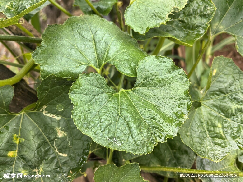 翠綠南瓜葉特寫