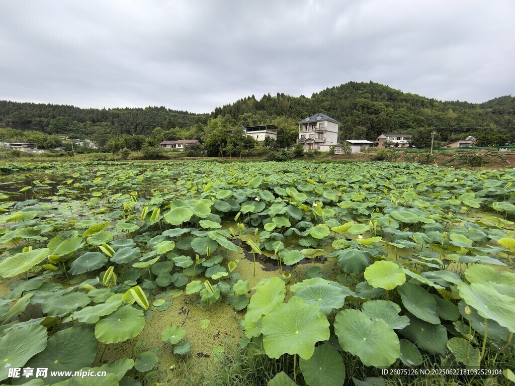 田園荷塘綠意盎然
