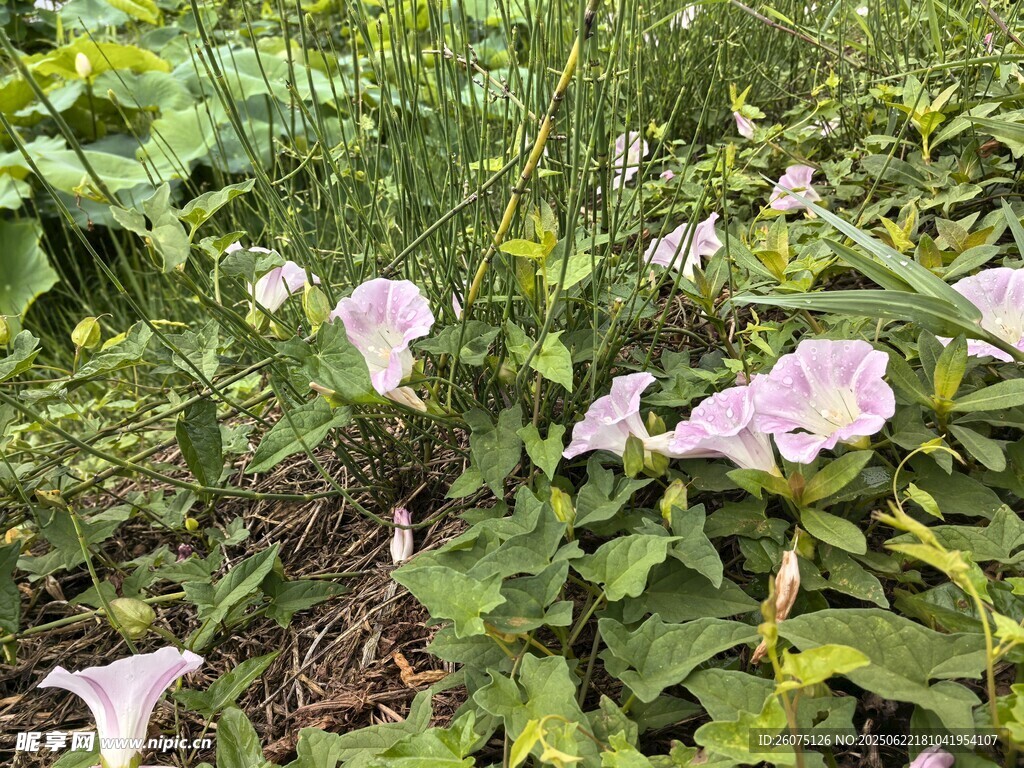 草叢中的粉色牽牛花