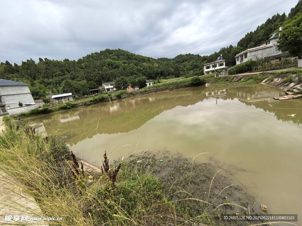 鄉村池塘邊的自然景致
