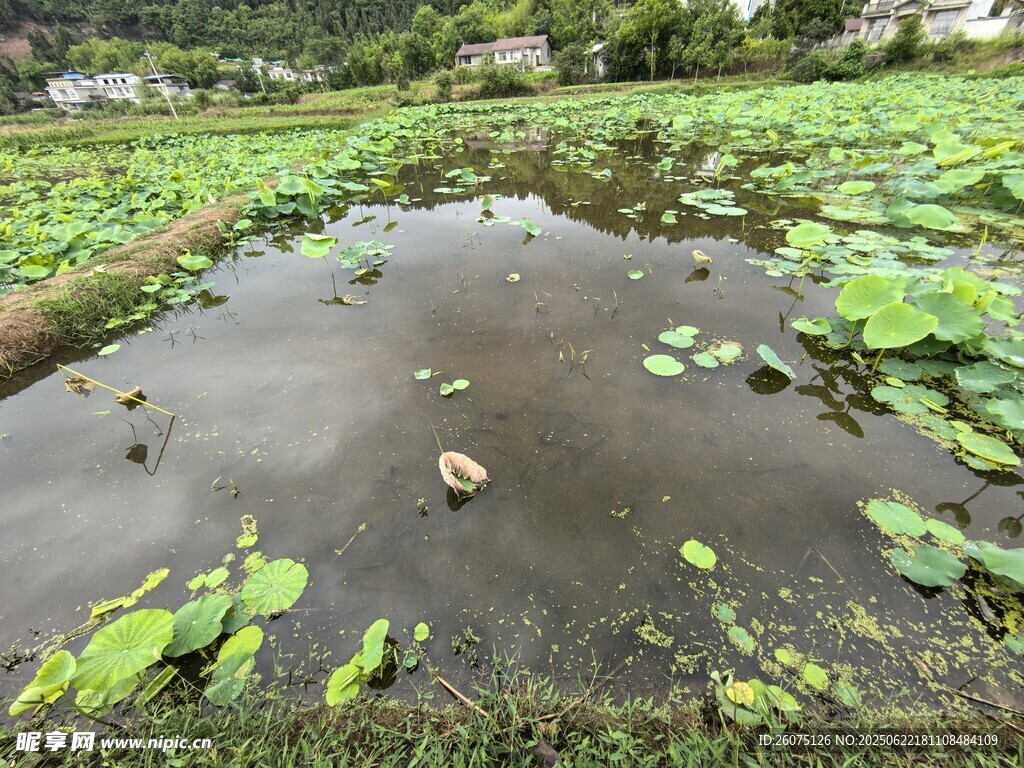 荷塘小景