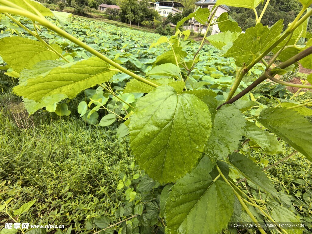 嫩綠桑葉枝