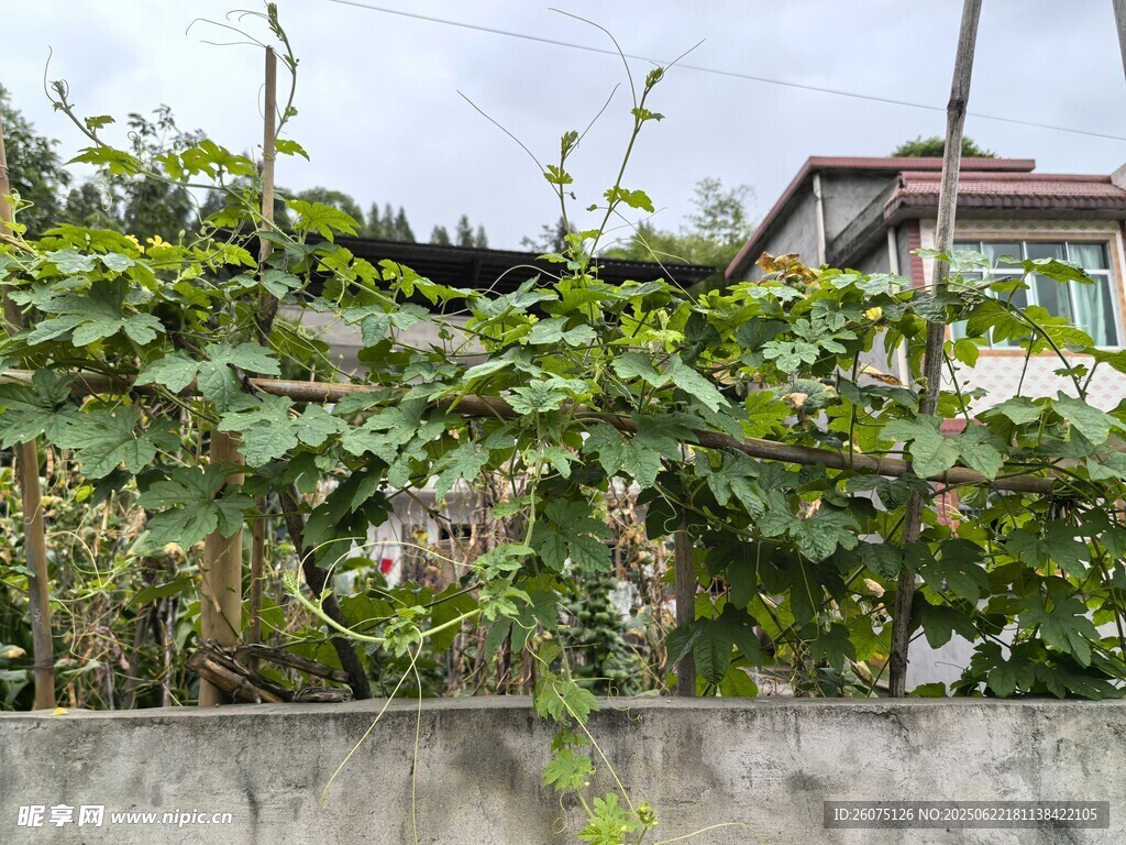 墻邊繁茂的綠色瓜藤植物
