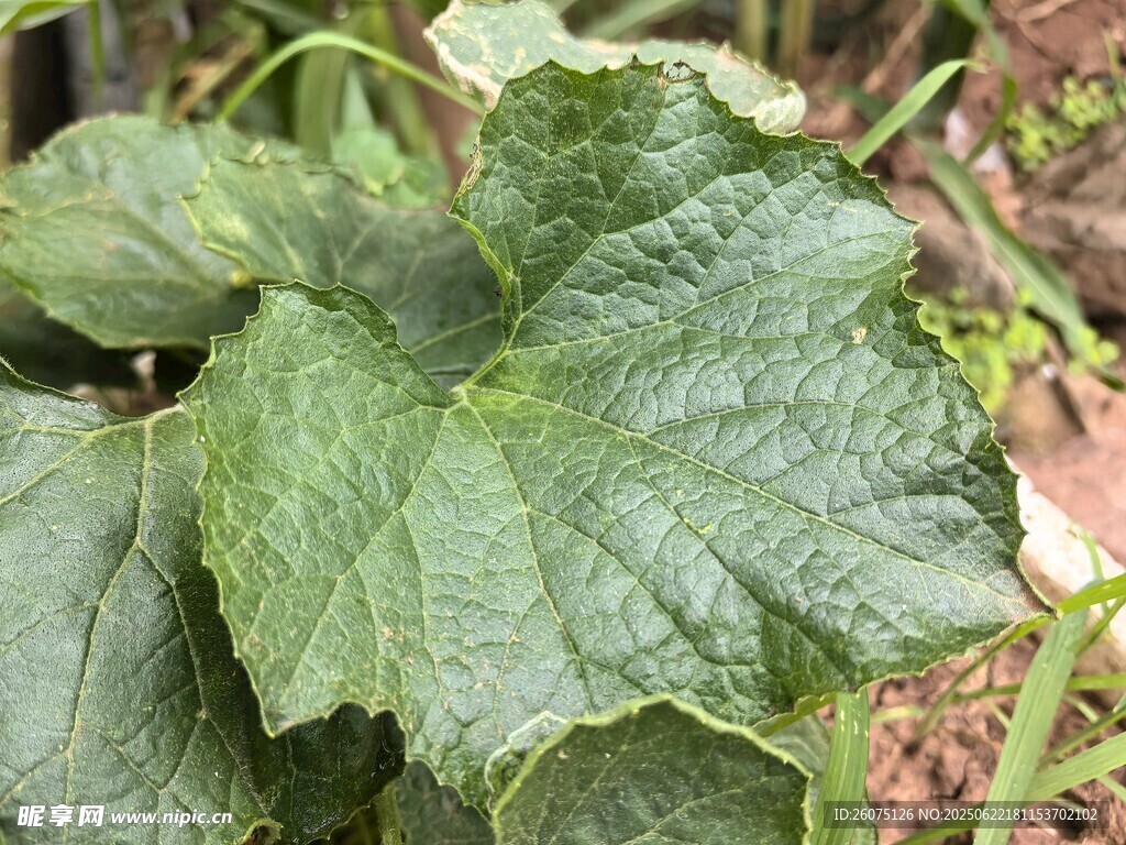 翠綠的瓜類植物葉片
