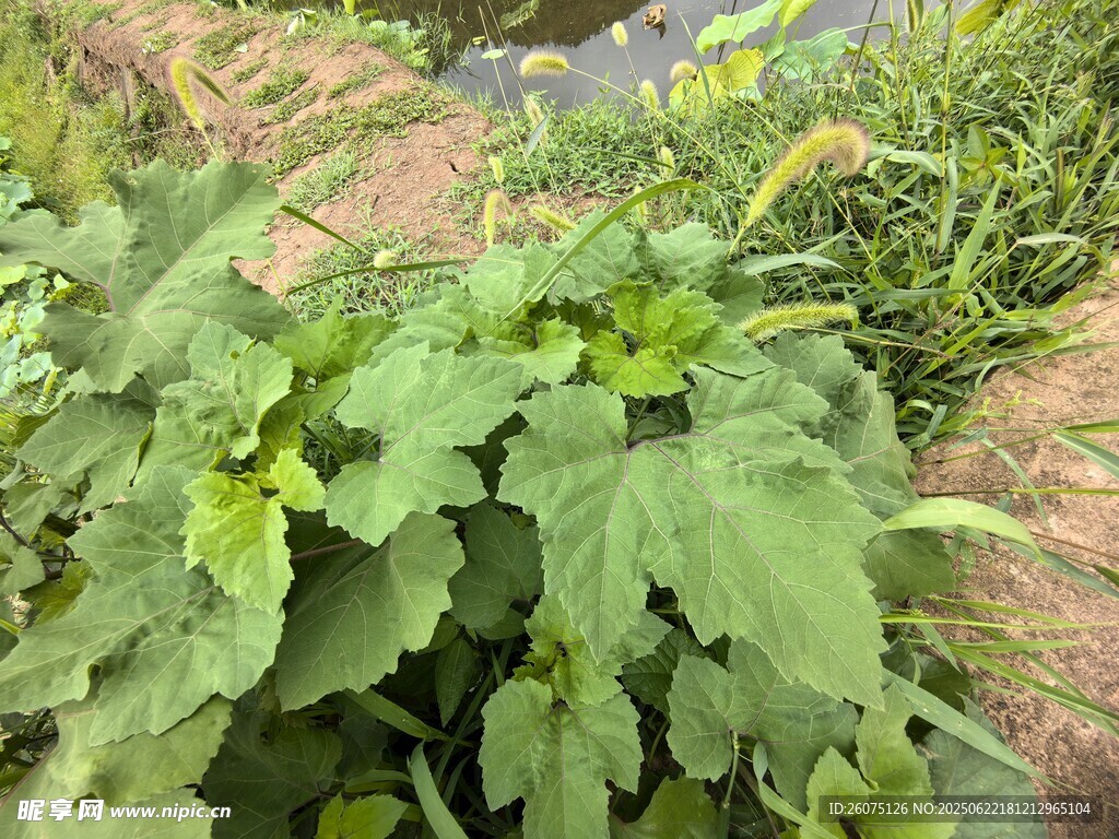 綠葉植物特寫