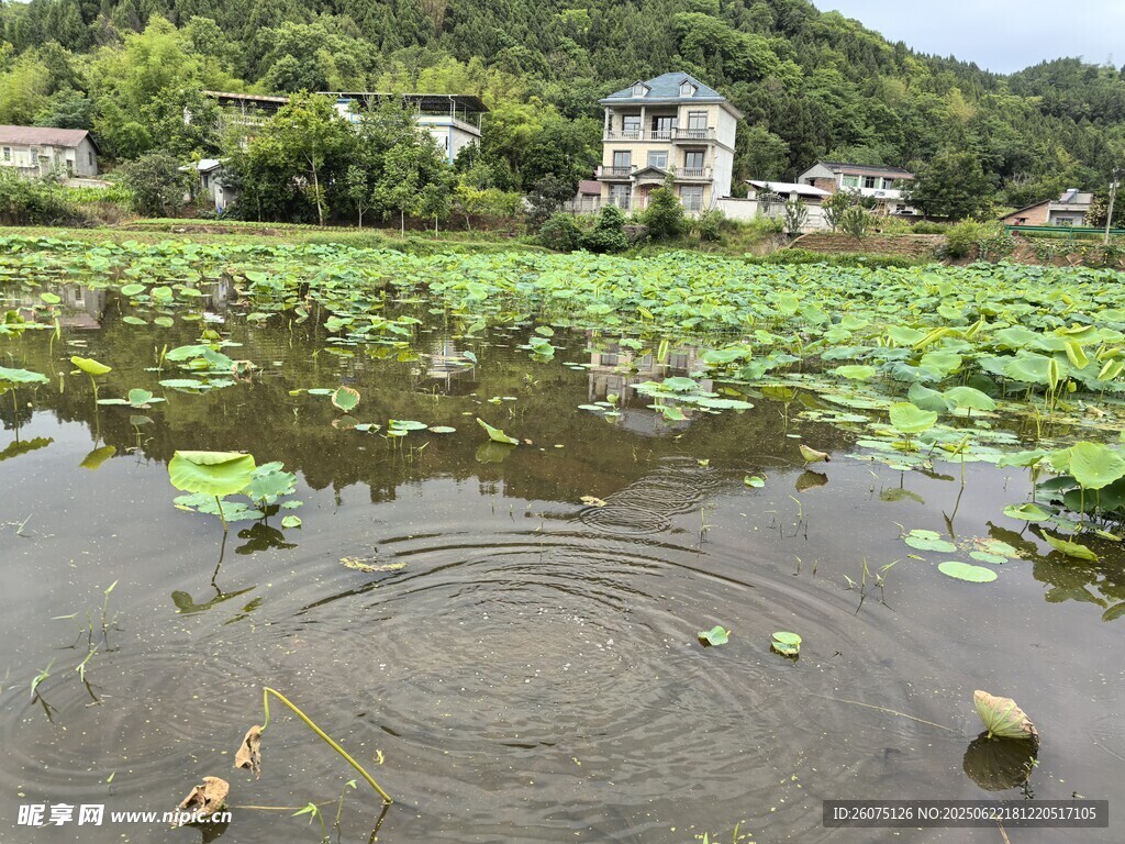 荷塘水鄉景