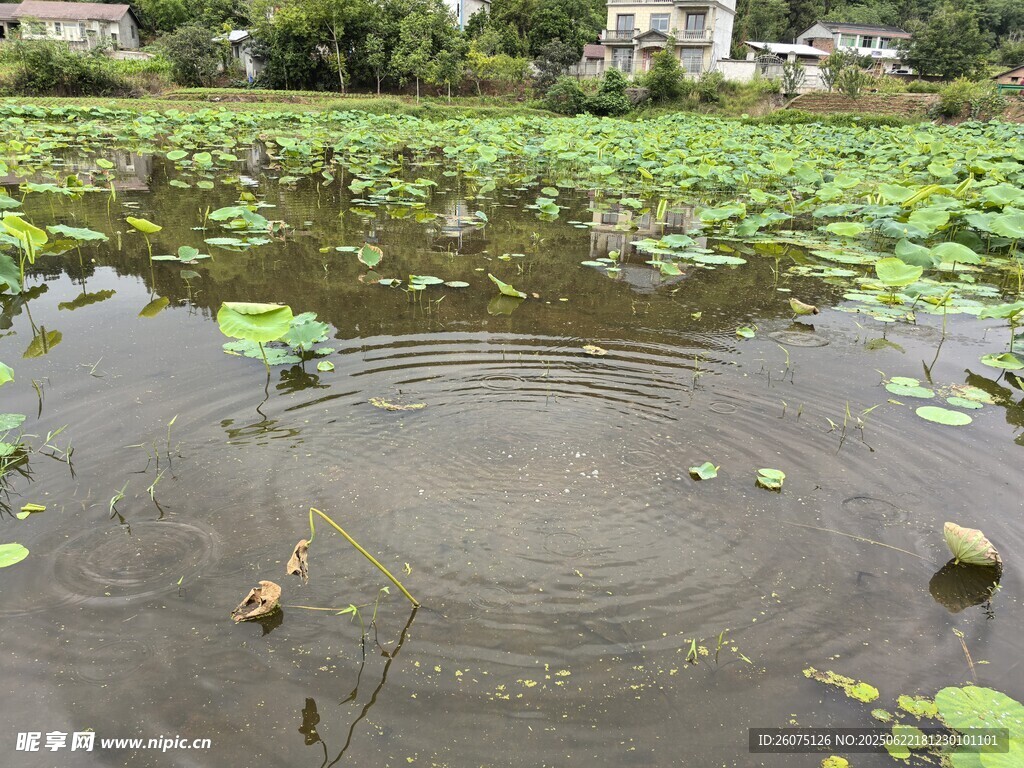 荷塘中鴨子嬉戲的悠然畫面