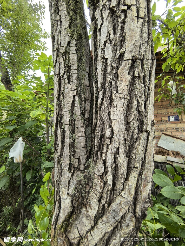 斑駁紋理的粗壯樹干