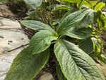 綠葉植物特寫