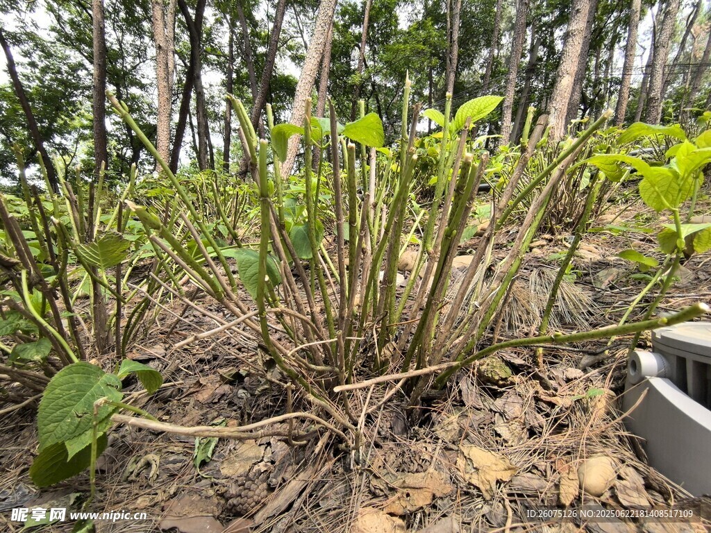 植物根部特寫