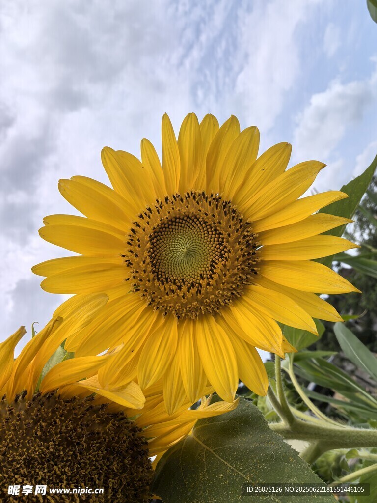 燦爛向日葵綻放于藍天