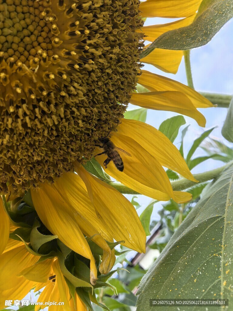 向日葵上的蜜蜂