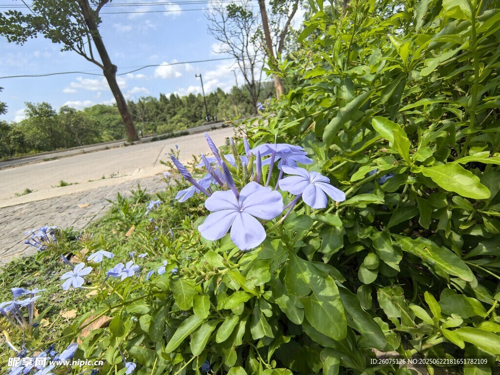 路邊綻放的藍(lán)紫色小花