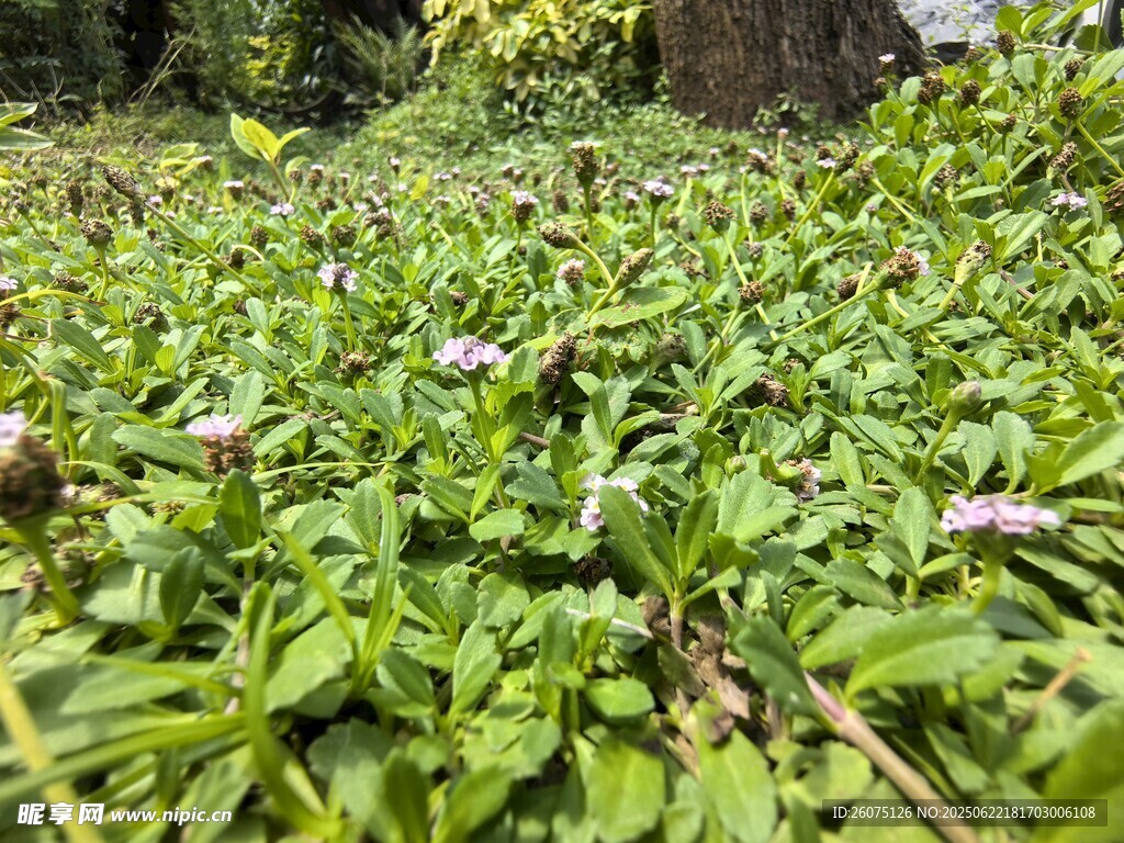 綠意盎然的野生植物景觀