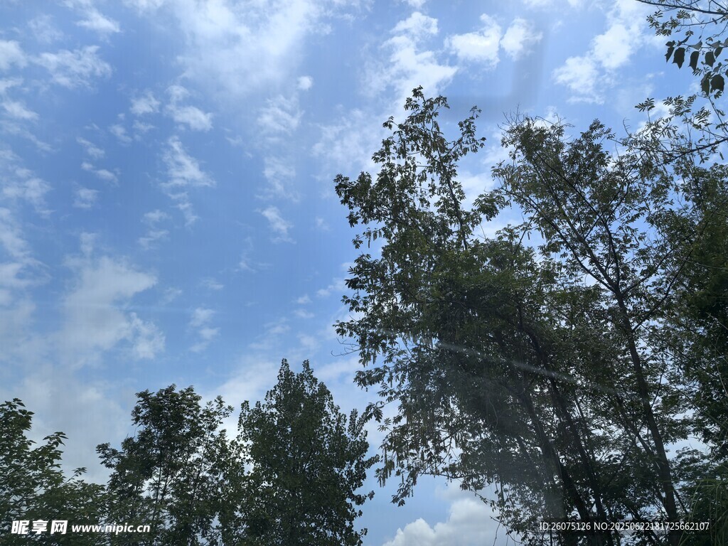 藍天白云下的蔥郁樹木