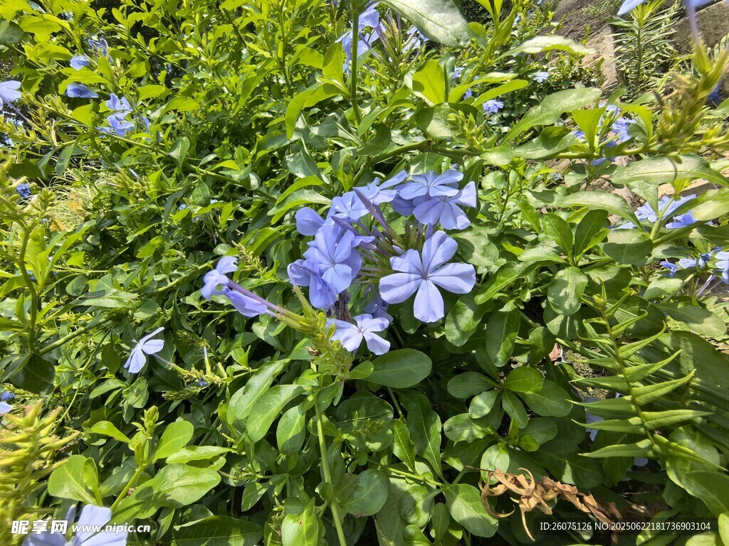 藍花綻放于蔥郁綠葉間
