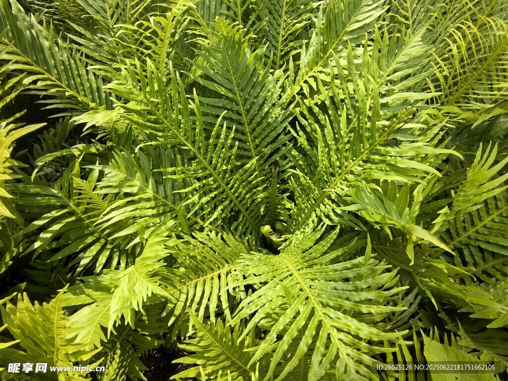 翠綠茂盛的蕨類植物