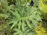 大型綠葉植物特寫