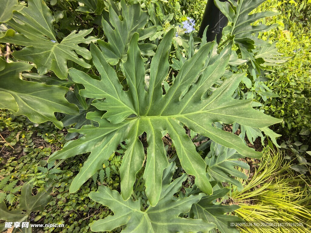 大型綠葉植物特寫(xiě)